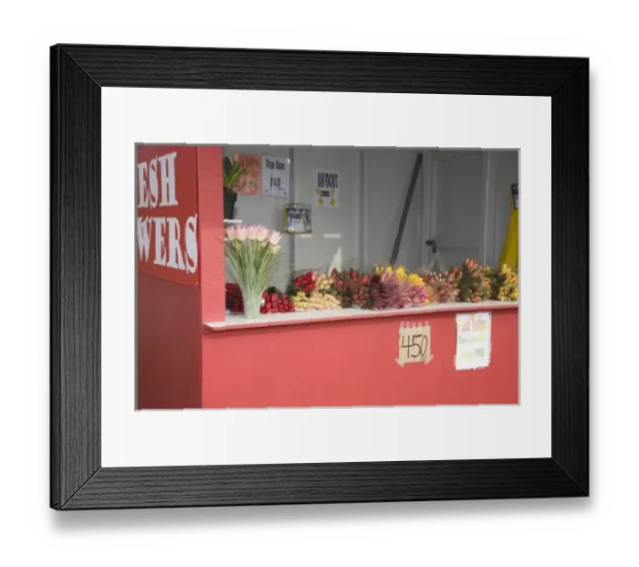 Framed Print : WA, Skagit Valley, Tulips for sale Framed Print : WA, Skagit Valley, Tulips for sale