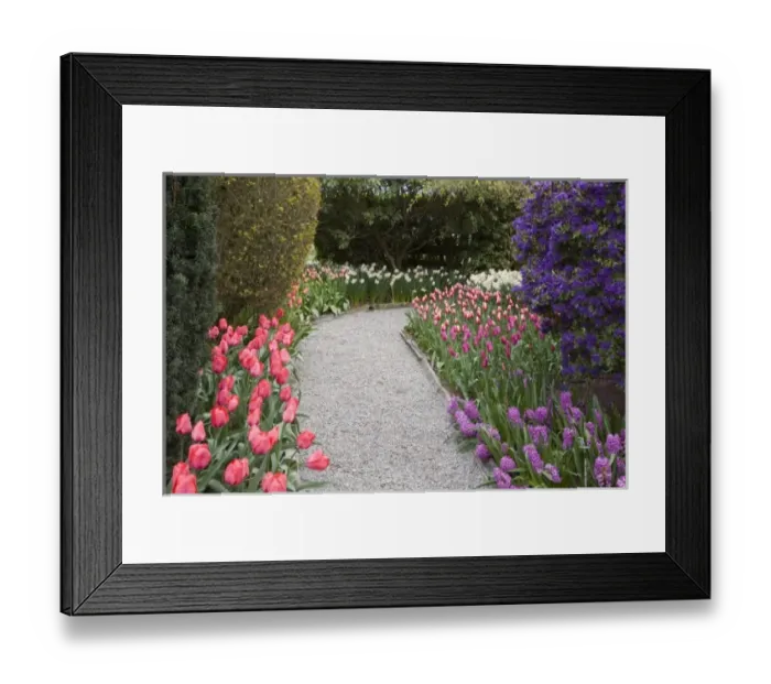 Framed Print : WA, Skagit Valley, Roozengaarde Tulip Garden Framed Print : WA, Skagit Valley, Roozengaarde Tulip Garden