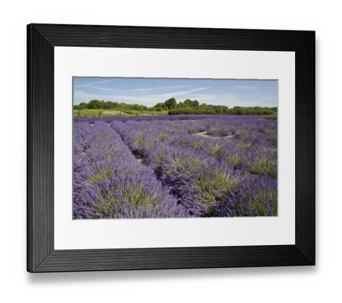 Framed Print : USA, Washington, Sequim, Lavender Festival, Jardin Du Soleil Lavender