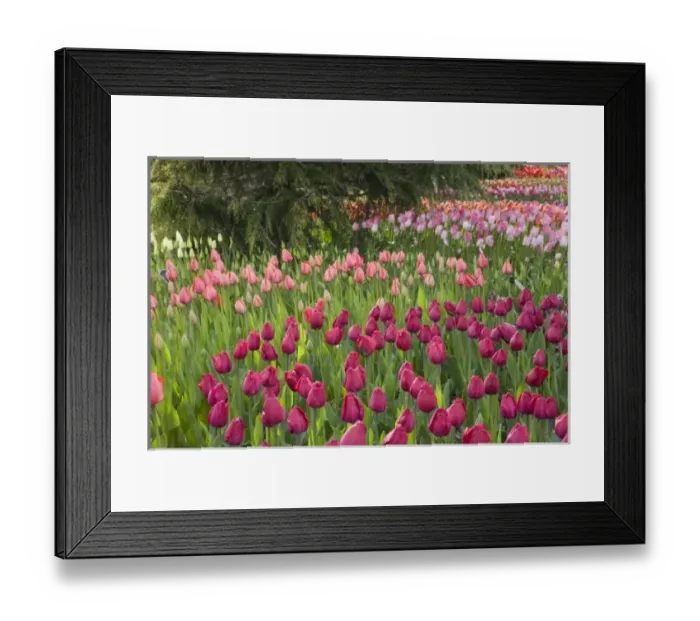 Framed Print : WA, Skagit Valley, Roozengaarde Tulip Garden Framed Print : WA, Skagit Valley, Roozengaarde Tulip Garden