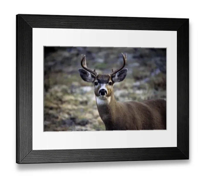 Framed Print : USA, North America, Washington Framed Print : USA, North America, Washington
