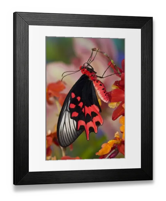 Framed Print : Sammamish Washington Tropical Butterflies photograph of Atrophaneura semperi