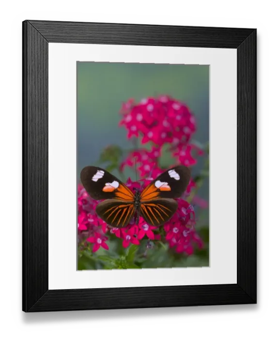 Framed Print : Sammamish Washington Photograph of Butterfly on Flowers, Heliconius melpomene Framed Print : Sammamish Washington Photograph of Butterfly on Flowers, Heliconius melpomene