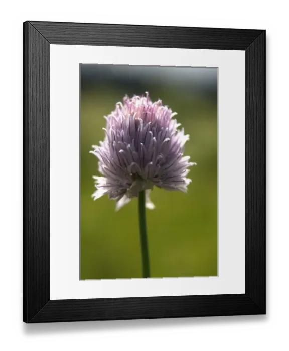 Framed Print : Single Wildflower, Yellowstone National Park, Wyoming