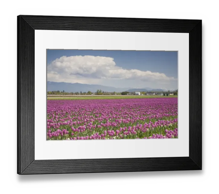 Framed Print : WA, Skagit Valley, Tulip Field in full bloom Framed Print : WA, Skagit Valley, Tulip Field in full bloom