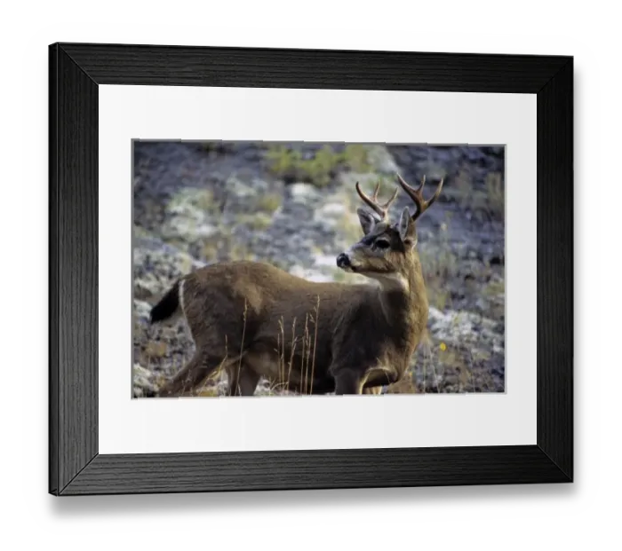 Framed Print : USA, Washington. Black-tailed Deer of the Pacific Northwest Framed Print : USA, Washington. Black-tailed Deer of the Pacific Northwest