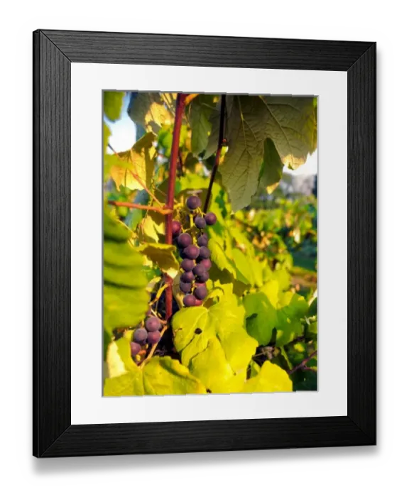 Framed Print : USA, North America, Washington