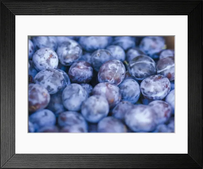 Framed Print : NA; USA; Washington; Chelan; Plums (selective focus}