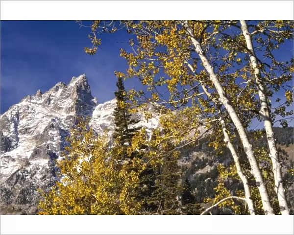 USA, Wyoming, Grand Teton NP. Autumn color compliments the snowy, jagged peaks in