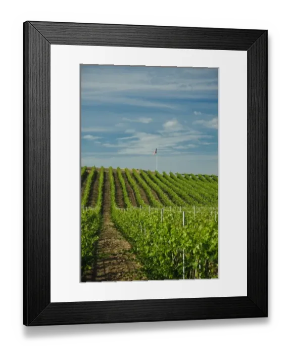 Framed Print : USA, Washington, Walla Walla. Rows of wine grapes ripen in the Walla Walla sun
