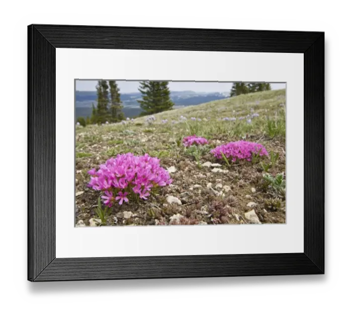 Framed Print : USA, North America, Wyoming Framed Print : USA, North America, Wyoming