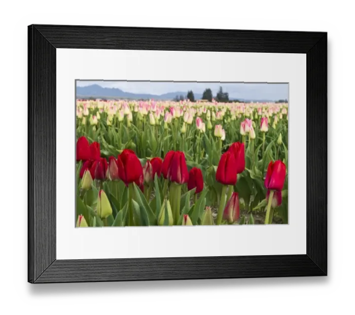 Framed Print : USA, North America, Washington Framed Print : USA, North America, Washington