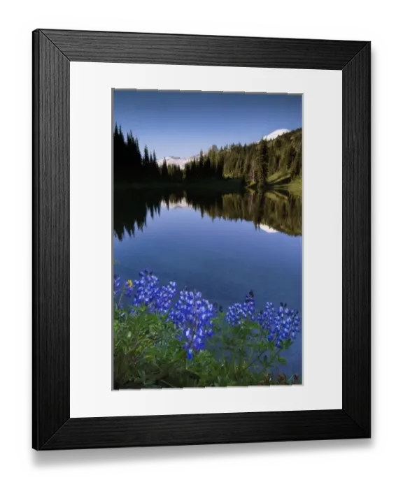 Framed Print : Lupine on the shore of Shadow Lake, Mount Rainier National Park, Washington, USA Framed Print : Lupine on the shore of Shadow Lake, Mount Rainier National Park, Washington, USA