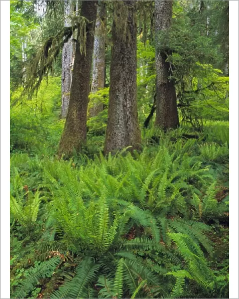 USA, Washington State, Lewis River. Ferns fill the forest floor near the Lewis River