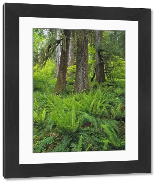 USA, Washington State, Lewis River. Ferns fill the forest floor near the Lewis River