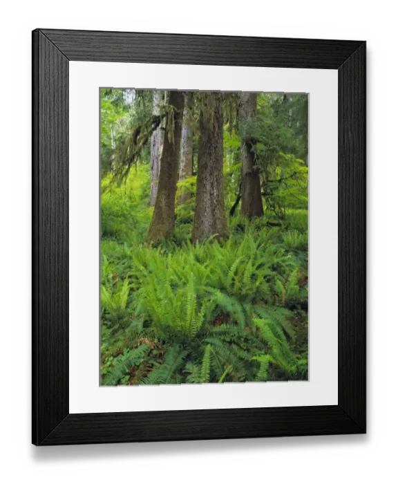 Framed Print : USA, Washington State, Lewis River. Ferns fill the forest floor near the Lewis River Framed Print : USA, Washington State, Lewis River. Ferns fill the forest floor near the Lewis River