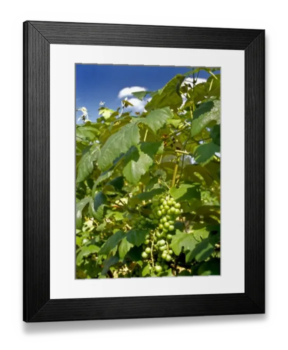 Framed Print : USA, Washington, Woodenville, vineyard Framed Print : USA, Washington, Woodenville, vineyard
