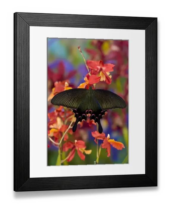 Framed Print : Sammamish, Washington Tropical Butterfly Photograph of female Papilio Bianor Swallowtail Framed Print : Sammamish, Washington Tropical Butterfly Photograph of female Papilio Bianor Swallowtail