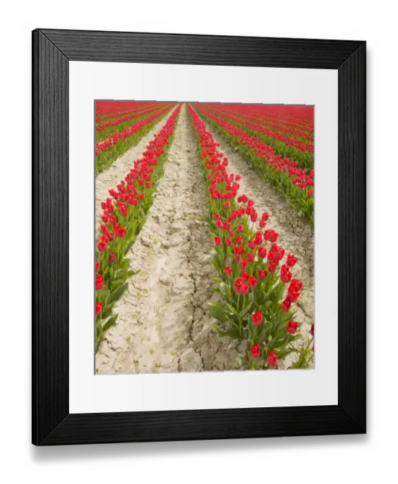 Framed Print : WA, Skagit Valley, Tulip Field in full bloom Framed Print : WA, Skagit Valley, Tulip Field in full bloom