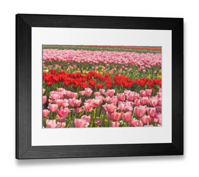 Framed Print : Skagit Valley Tulip Fields, near La Conner, Washington State, USA (RF) Framed Print : Skagit Valley Tulip Fields, near La Conner, Washington State, USA (RF)