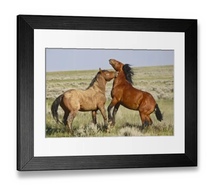 Framed Print : USA, North America, Wyoming Framed Print : USA, North America, Wyoming