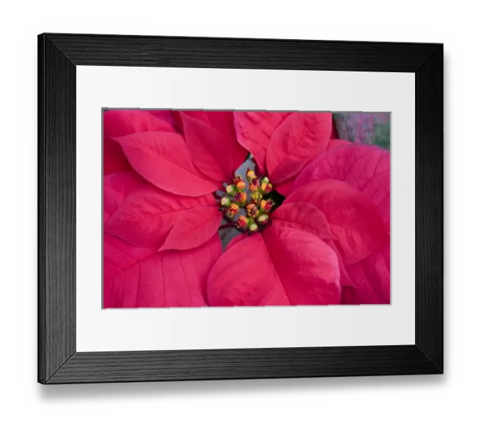 Framed Print : USA, Washington, Woodinville, Molbaks Nursery, Poinsettia Festival Framed Print : USA, Washington, Woodinville, Molbaks Nursery, Poinsettia Festival