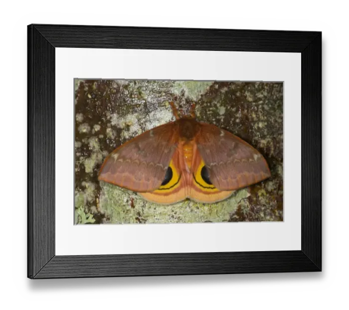 Framed Print : North American Silk Moth the Io Moth photographed Sammamish, Washington