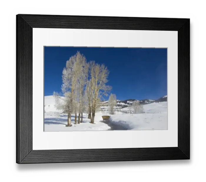 Framed Print : USA, WY, Yellowstone NP, Lamar Valley, Hoarfrost on Cottonwood Trees