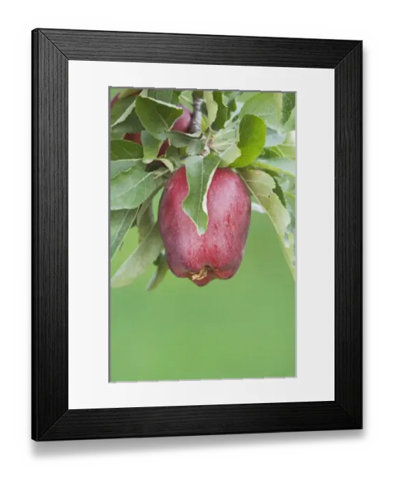 Framed Print : USA, North America, Washington Framed Print : USA, North America, Washington