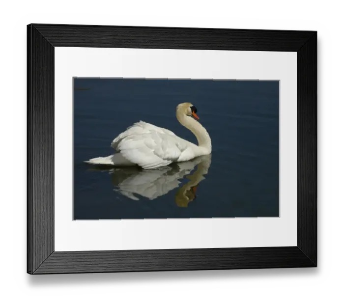 Framed Print : Mute Swan (Cygnus olor) Wyoming, USA Framed Print : Mute Swan (Cygnus olor) Wyoming, USA
