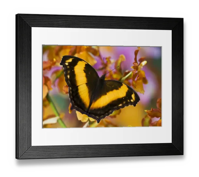 Framed Print : Sammamish, Washington Tropical Butterfly Photograph of Yoma sabina the Lurcher Butterfly Framed Print : Sammamish, Washington Tropical Butterfly Photograph of Yoma sabina the Lurcher Butterfly