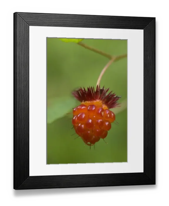 Framed Print : USA, WA. Prized fruit of native Salmonberry (Rubus spectabilis) is delicacy of summer Framed Print : USA, WA. Prized fruit of native Salmonberry (Rubus spectabilis) is delicacy of summer