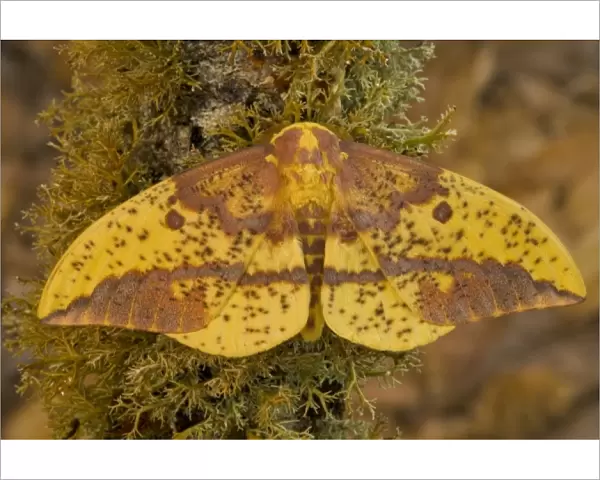 Sammamish, Washington photograph taken of this North American Silk Moth Eacles oslari