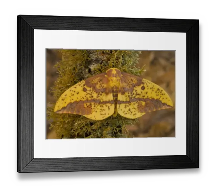 Framed Print : Sammamish, Washington photograph taken of this North American Silk Moth Eacles oslari Framed Print : Sammamish, Washington photograph taken of this North American Silk Moth Eacles oslari