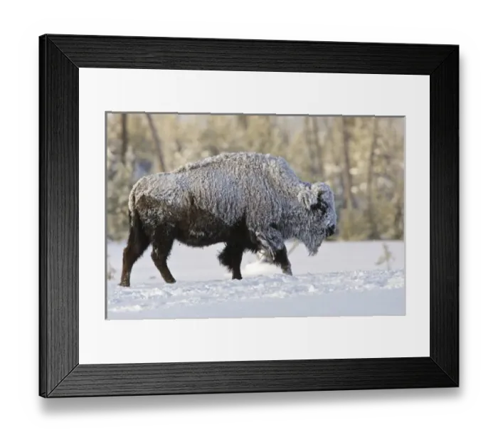 Framed Print : USA, North America, Wyoming