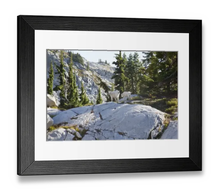 Framed Print : WA, Alpine Lakes Wilderness, Mountain Goats (Oreamnos americanus), Nanny goat and kid Framed Print : WA, Alpine Lakes Wilderness, Mountain Goats (Oreamnos americanus), Nanny goat and kid