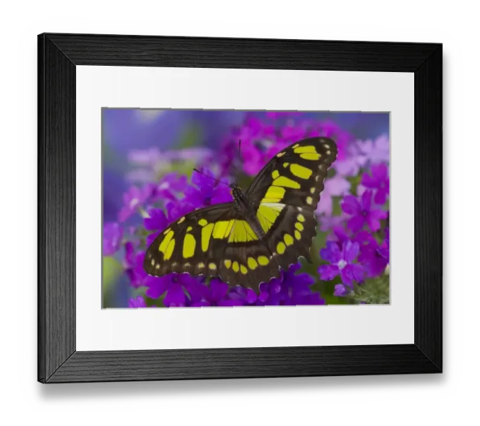 Framed Print : Sammamish, Washington Tropical Butterfly Photograph of Siproeta stelenes the malachite Framed Print : Sammamish, Washington Tropical Butterfly Photograph of Siproeta stelenes the malachite