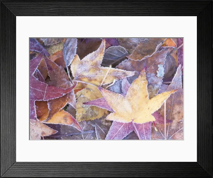 Framed Print : USA, WA, Frost on Autumn Leaves