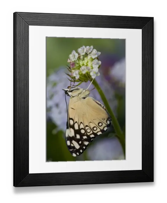 Framed Print : Sammamish Washington Tropical Butterflies photograph of Hamadryas feronia the Grey