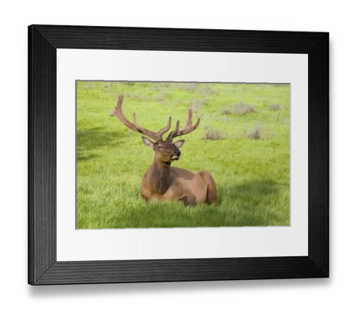 Framed Print : USA, North America, Wyoming Framed Print : USA, North America, Wyoming