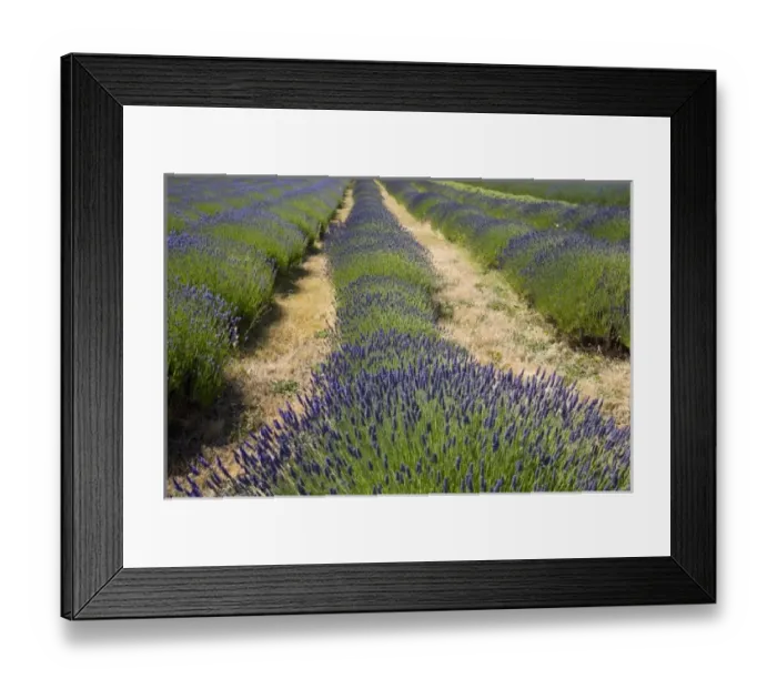 Framed Print : USA, North America, Washington