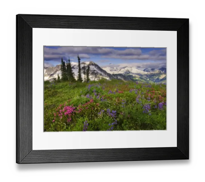 Framed Print : USA, Washington, Cascade Mountains, North Cascades NP. A field of alpine wildflowers Framed Print : USA, Washington, Cascade Mountains, North Cascades NP. A field of alpine wildflowers