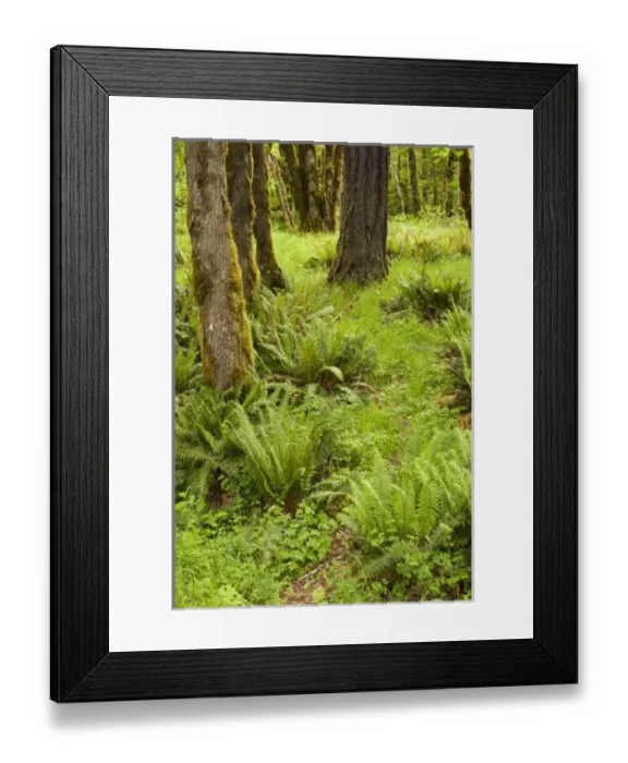 Framed Print : USA, North America, Washington Framed Print : USA, North America, Washington
