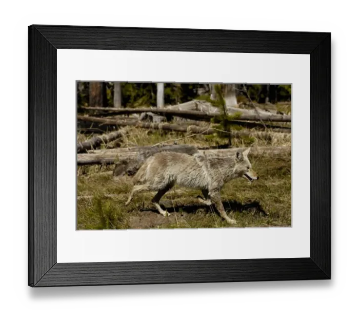 Framed Print : USA, North America, Wyoming