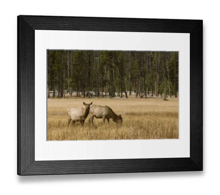 Framed Print : USA, North America, Wyoming Framed Print : USA, North America, Wyoming