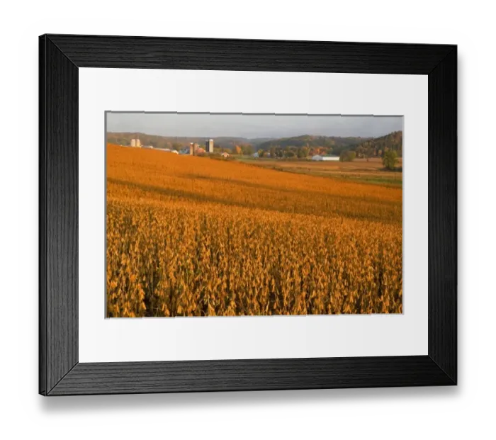 Framed Print : Mature soybean field near Chippewa Falls Wisconsin Framed Print : Mature soybean field near Chippewa Falls Wisconsin