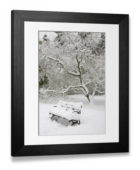 Framed Print : WA, Seattle, Washington Park Arboretum, covered in fresh snow, snow covered bench