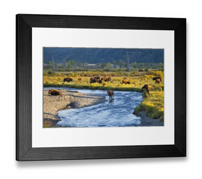 Framed Print : Bison herd in the Lamar Valley of Yellowstone National Park in Wyoming
