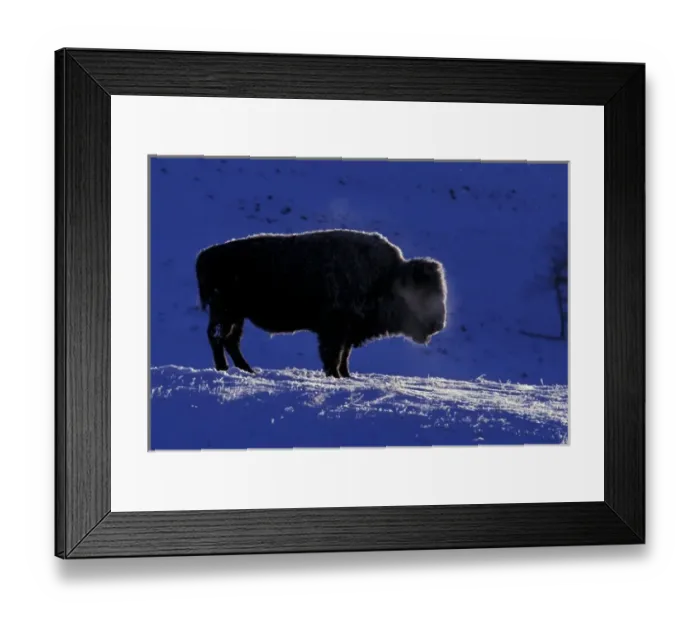 Framed Print : North America, USA, Wyoming, Yellowstone National Park. Bison (Bison bison)