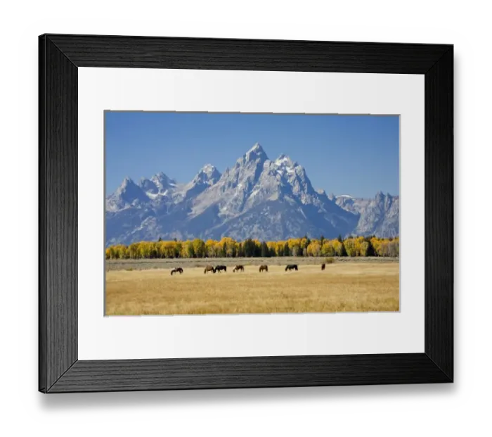 Framed Print : WY, Grand Teton National Park, Teton Range and Cottonwood trees and horses